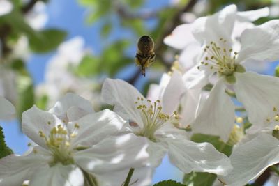 Honey bee macro in springtime, white apple blossom flowers close up, bee collects pollen and nectar