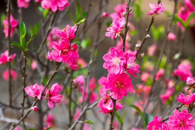 Close-up of pink flowers