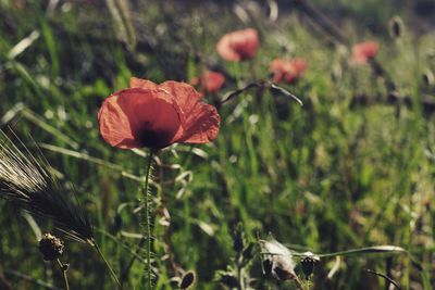 Close-up of red flowering plant on field