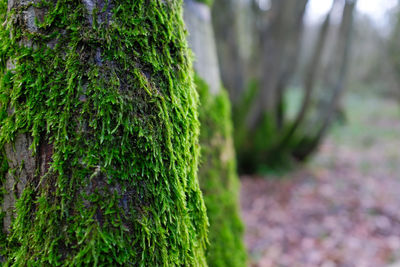 Close-up of moss on tree trunk