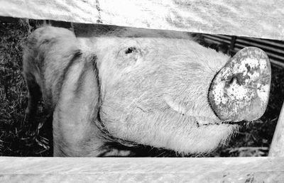 Close-up of pig