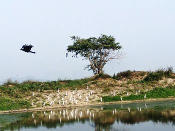 Birds perching on tree by lake against clear sky