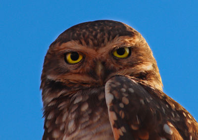 Close-up portrait of owl against clear blue sky