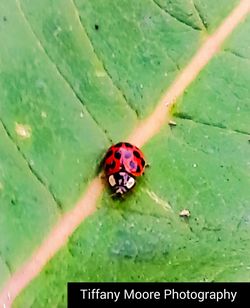 High angle view of ladybug on leaf