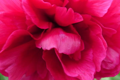 Close-up of pink rose flower