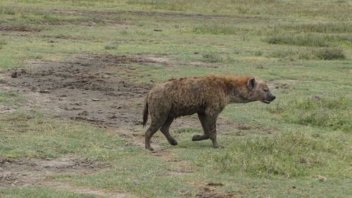 Full length of a horse on field