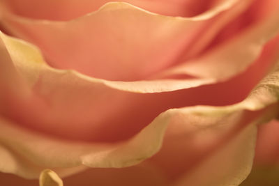 Close-up of rose