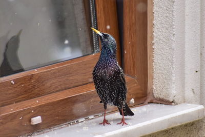 Curious starling