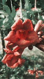 Close-up of red flower