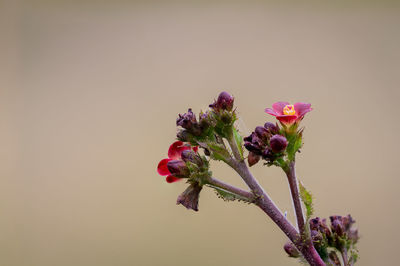 Close-up of pink flowering plant against white background