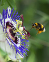 Close-up of bee pollinating on  passion flower