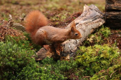 Close-up of squirrel on plant