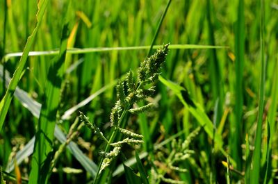 Close-up of insect on grass