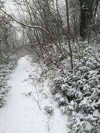 Snow covered trees in forest