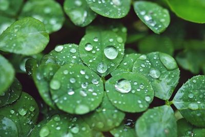 High angle view of raindrops on oxalis