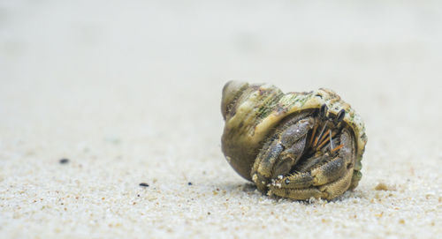 Close-up of shell on sand
