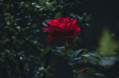 Close-up of red rose blooming outdoors