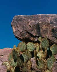 Full frame shot of succulent plants growing against blue sky