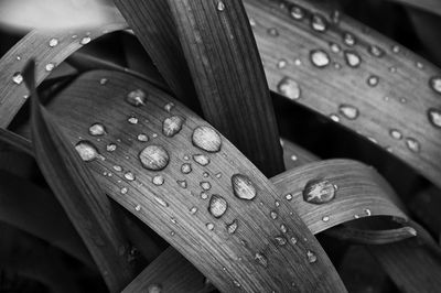 Close-up of raindrops on a leaf 