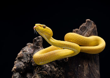 Close-up of snake against black background