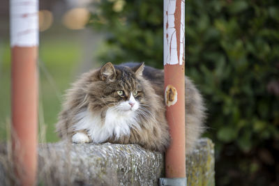 Beautiful fluffy cat looking far