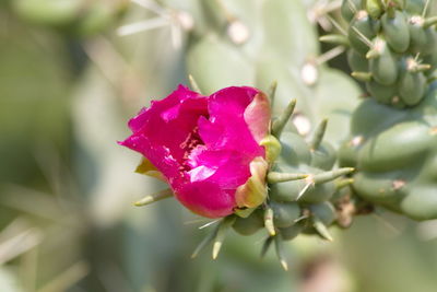 Close-up of pink rose