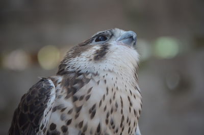 Close-up of owl