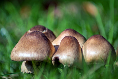 Close-up of mushrooms growing on field