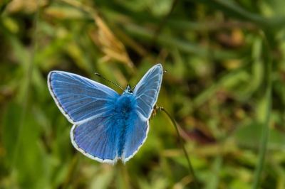 Close-up of butterfly on flower