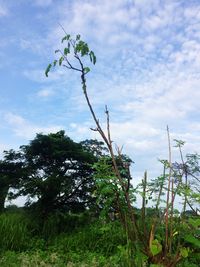 Plants and trees on field against sky