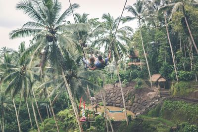 Panoramic view of coconut palm trees