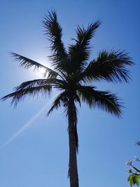 Low angle view of palm tree against clear blue sky