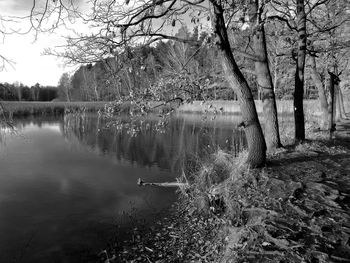 Scenic view of lake in forest