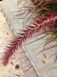 Close-up of leaves