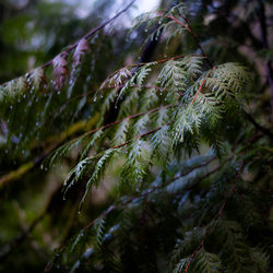 Close-up of wet pine tree