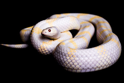 Close-up of snake against black background