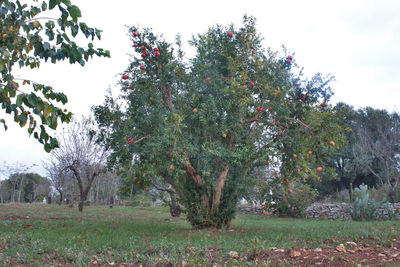 Trees on field against sky