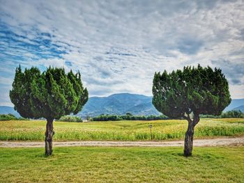 Trees on field against sky