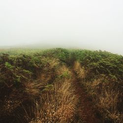 Plants growing on field