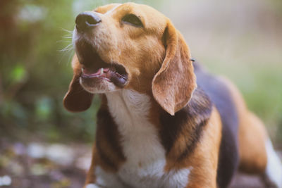 Close-up of dog looking away