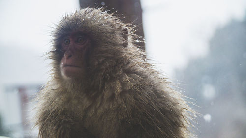 Close-up of wet macaque on sunny day