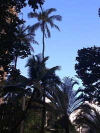 Low angle view of palm trees against clear blue sky