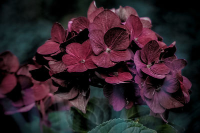 Close-up of pink hydrangea