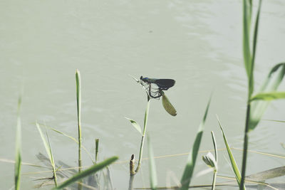 Plant in a lake