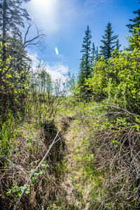 Trees in forest against sky