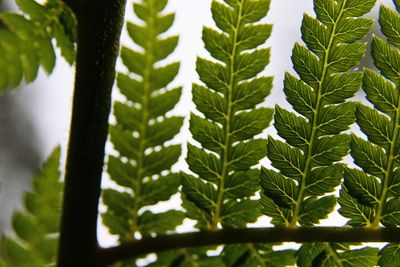 Close-up of fresh green leaves