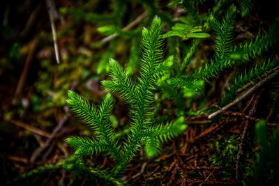 High angle view of fern amidst trees on field