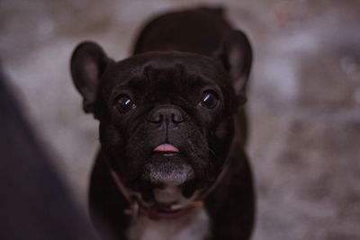 Close-up portrait of dog