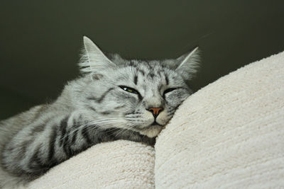 Close-up of cat relaxing on sofa