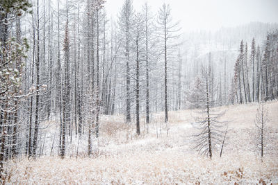 Panoramic shot of trees on snow covered land